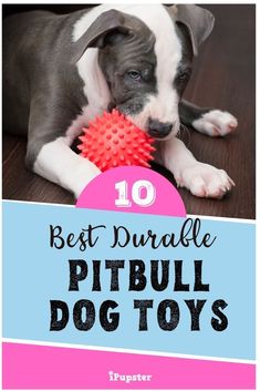 a puppy chewing on a toy with the title 10 best duale pitbull dog toys