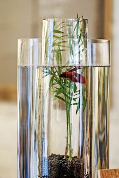 a glass vase filled with water and plants