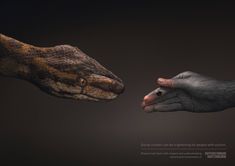 two hands reaching out towards each other to touch an animal's hand with its foot