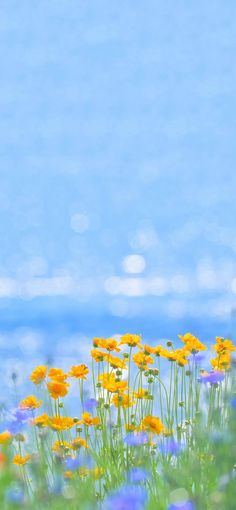 wildflowers and daisies in the foreground with blue water in the background