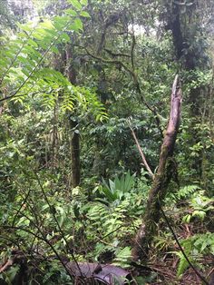 the forest is full of green plants and trees