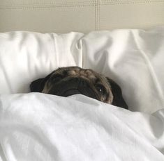 a pug dog is peeking out from under the covers on a white bed sheet