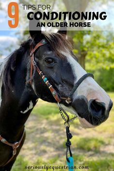 a black and white horse wearing a bridle with the words 9 tips for conditioning an older horse