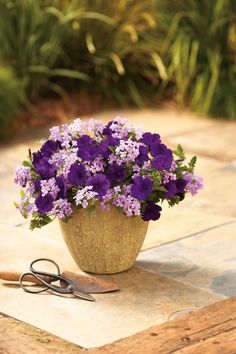 a potted plant with purple flowers and scissors