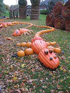 some pumpkins are laying on the ground and one is in the shape of a lizard