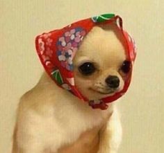 a small chihuahua dog wearing a red bandana