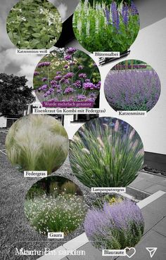 the different types of plants are shown in black and white, including purples, green leaves