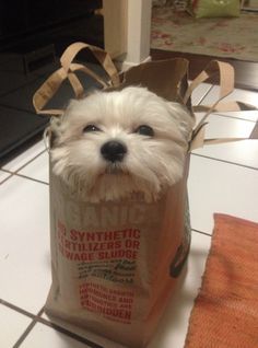 a small white dog in a paper bag