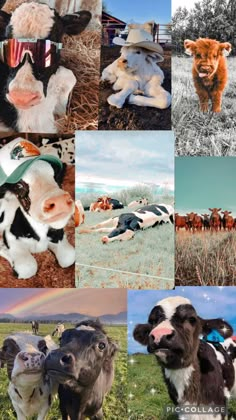 a collage of pictures with cows and horses