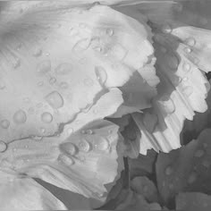 black and white photograph of flowers with water droplets