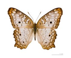 a close up of a butterfly on a white background