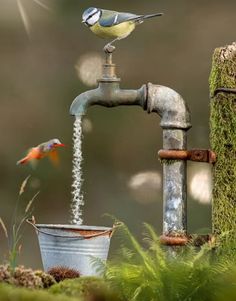 a bird is drinking water from a faucet