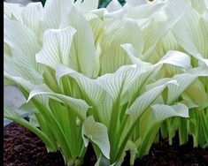 some very pretty white flowers in the dirt