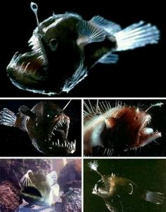 four pictures of different types of fish in the water, including one with its mouth open