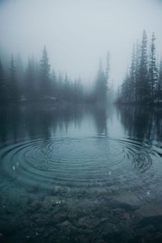 a body of water surrounded by trees in the middle of foggy day with ripples