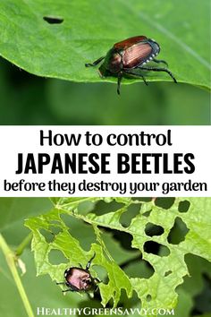 two pictures with the words how to control japanese beetles before they destroy your garden on them