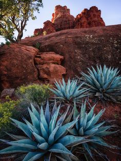 some very pretty blue plants by some big rocks