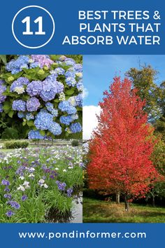 the best trees and plants that absorb water are featured in this postcard