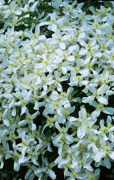 white flowers are blooming in the garden