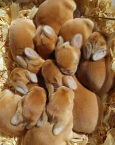 a group of small brown puppies laying on top of each other in a pile