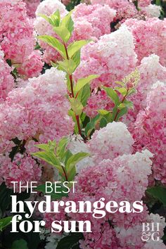 the best hydrangeas for sun are pink and white flowers with green leaves on them