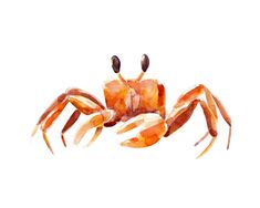 a watercolor painting of a crab on a white background