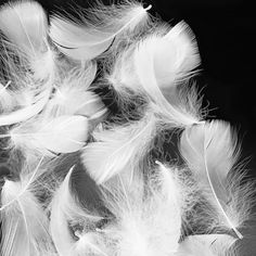 black and white photograph of feathers