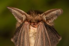 a close up of a bat with it's eyes closed and its wings open