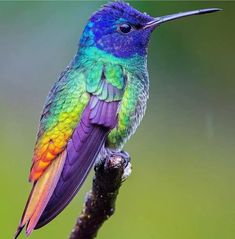 a colorful bird sitting on top of a tree branch