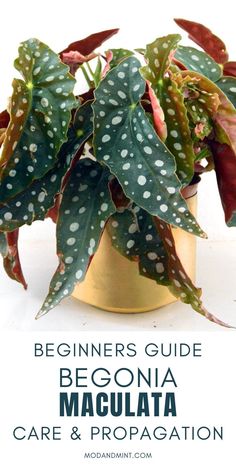 the beginner's guide to begoniia maculata care and propagation