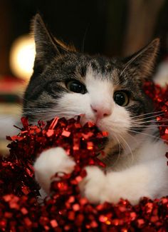 a cat laying on top of a pile of red tinsel