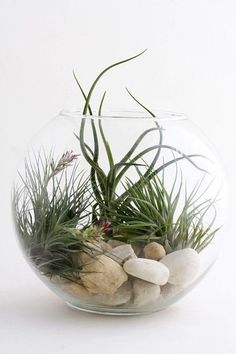 a glass bowl filled with plants and rocks