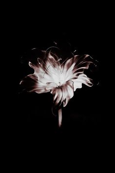 a black and white photo of a flower in the dark