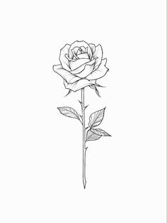 a drawing of a rose on a white background