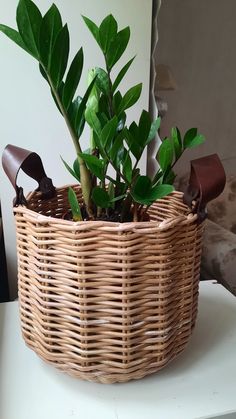 a plant in a wicker basket on a table