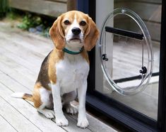 a beagle dog sitting on a deck next to a glass door and looking at the camera