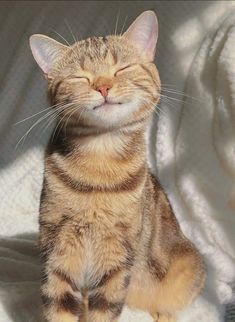 a cat that is laying down on a blanket