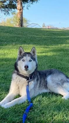 a husky dog laying in the grass with a blue leash around its neck and head