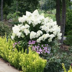 white flowers are growing in the middle of a flowerbed lined path with yellow and pink flowers