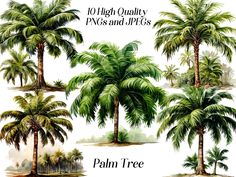 palm trees are shown in different sizes and colors