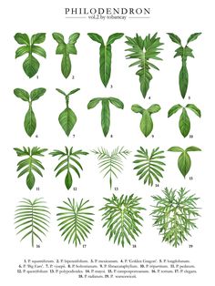 the different types of plants and their leaves are shown in this diagram, which shows how they