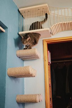 a cat is sitting on top of some shelves