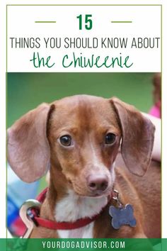 a brown and white dog with the words 15 things you should know about the chihuahuane