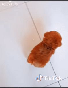 an orange dog laying on the floor looking up