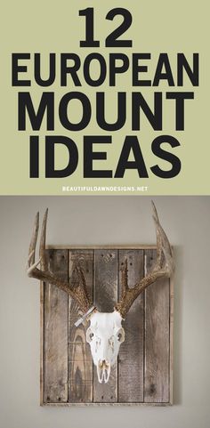 an animal skull mounted on the wall with text overlay that reads 12 european mount ideas