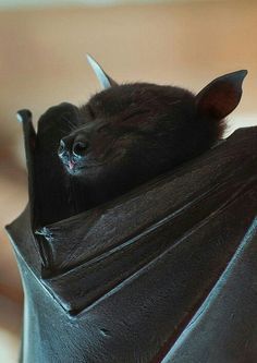 a black bat is laying upside down on its back