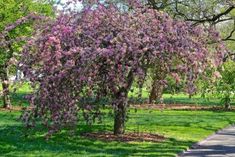 a tree with purple flowers in the middle of a park