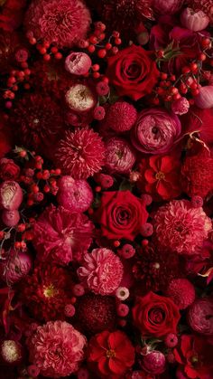 Crimson Bloom Symphony" Red Flower Wallpaper, Red Cherry Blossom, Love Rose Flower, Roses Book, Floral Wallpaper Iphone, Vintage Flowers Wallpaper, Red And Pink Roses, Flower Iphone Wallpaper, Carnation Flower