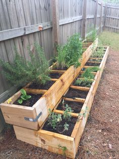 several wooden raised garden beds with plants growing in them