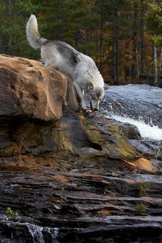 a white and gray dog standing on top of a rock next to a river filled with water